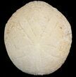 Echinolampas Fossil Echinoid (Sea Biscuit) - Dakhla, Morocco #46427-1